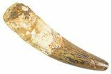 Fossil Spinosaurus Tooth - Feeding Worn Tip #343586-1